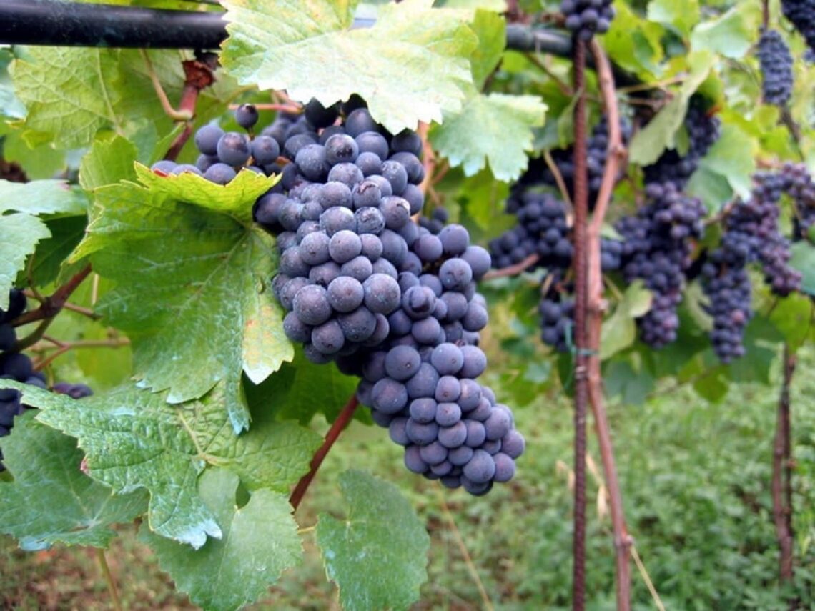 séjour dans les vignes