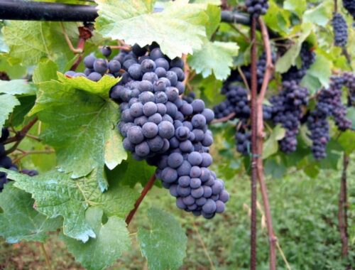séjour dans les vignes
