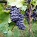 séjour dans les vignes