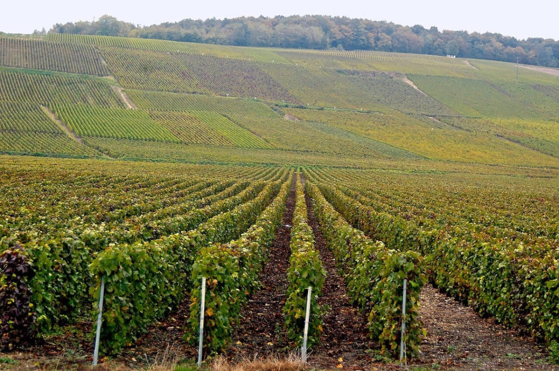 voyage dans les vignes
