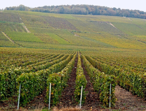 voyage dans les vignes