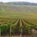 voyage dans les vignes